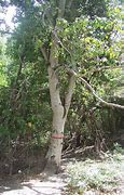 Image result for Manchineel Tree Location