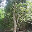 Image result for Baby Manchineel Tree