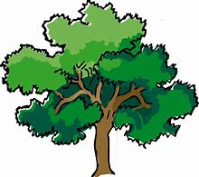 Image result for Oak Tree Cartoon