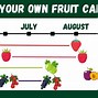Image result for Elgey Pick Your Own