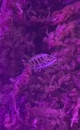 Image result for Isopod Rupert Meme