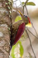 Image result for Picus puniceus