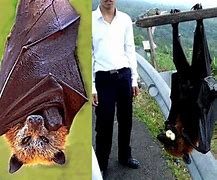 Image result for Largets Bats