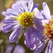 Image result for Aster laevis Anneke Van der Jeugd [J.S.]