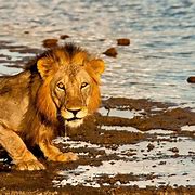 Image result for SELOUS
