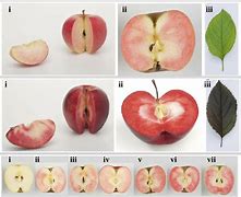 Image result for Red Apple Flesh Zone 3