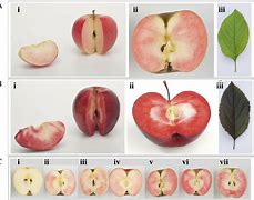 Image result for French Red Flesh Apple