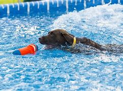 Image result for Dog Retrieving Toy