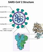 Image result for Covid 19 Spike Protein