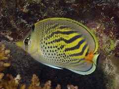 Image result for chaetodon