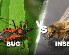 Image result for Pest vs Insect