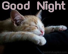 Image result for Good Night Sweet Dreams Cat