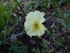Image result for Narcissus Double Itzim