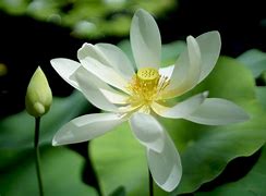 Image result for White Lotus Flower