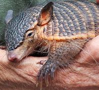 Image result for Armadillo by Morning Meme