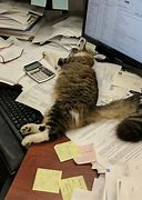 Image result for Cat in Work
