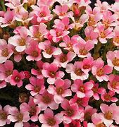 Image result for Saxifraga Yellow Melba