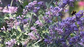 Image result for Catnip Plant for Cats