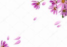 cornice di fiori cornice di fiori foto stock 169 fidaolga 51850479 cornice di fiori cornice di fiori foto stock 169 fidaolga 51850479