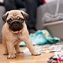 Image result for Beautiful Background Wallpaper Puppy