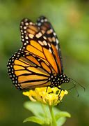 Image result for Yellow Flowers with Butterflies