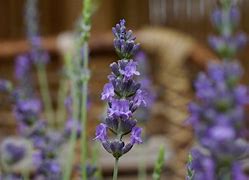 Image result for Lavandula intermedia PHENOMENAL