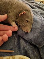 Image result for Rat Human Hand Meme