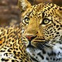 Image result for Wildlife Wallpaper 4K Desktop