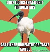 Image result for Ibis Memes