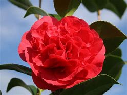 Image result for Camellia japonica Kramers Supreme