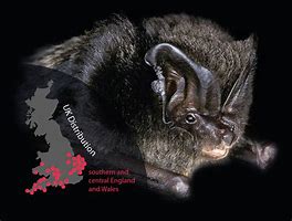 Image result for Barbastelle Bat