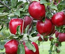 Image result for Red Delicious Apple Images