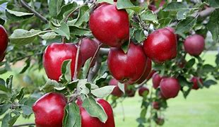 Image result for Delicious Apple Fruit