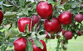 Image result for Red Delicious Apple Leaf