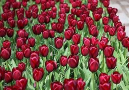 Image result for Tulipa National Velvet