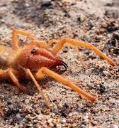 Image result for Giant Desert Spider