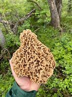 Image result for The Biggest Mushroom