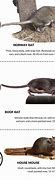 Image result for Are Mice Rats