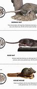 Image result for The Difference Between a Mouse and Rat