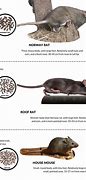 Image result for What's the Difference Between Rats Mouse and Mice