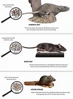 Image result for What's the Difference Between Rats Mouse and Mice