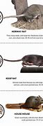 Image result for Difference of Mouse and Rat