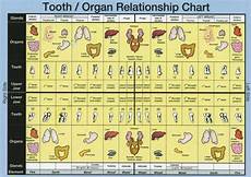 Tooth And Organ Relationship Chart Every Organ And