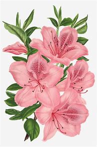 Image result for Aesthetic Pink Flower Drawing