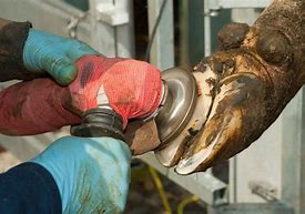 Image result for Cow Hoof Trimming