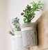 Image result for Wall Planter