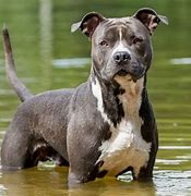 Image result for Blue American Staffy