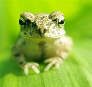 Image result for Happy Frog Meme