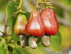 Image result for cashew
