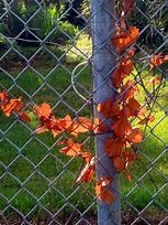 Image result for Vines On Chain Link Fence